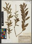 Foto von Salix purpurea L. x Salix viminalis L.